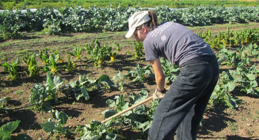 A person uses tools in a garden. 